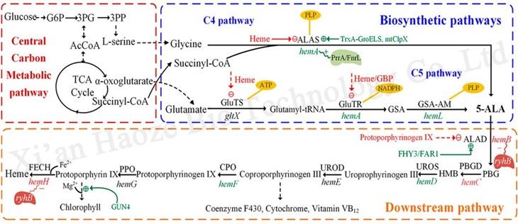 5-aminolevulinic acid function