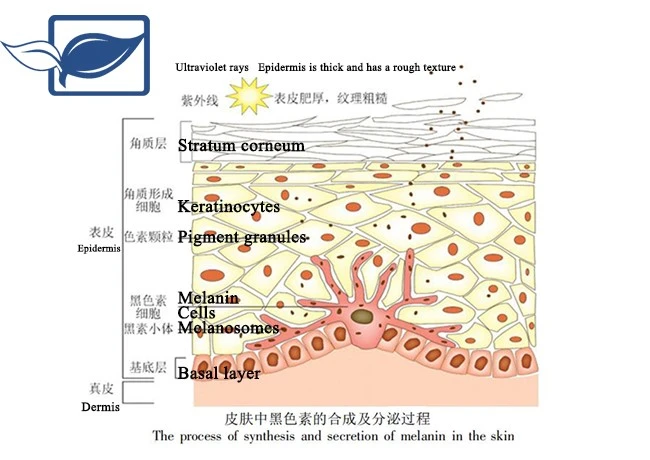 Glutathione